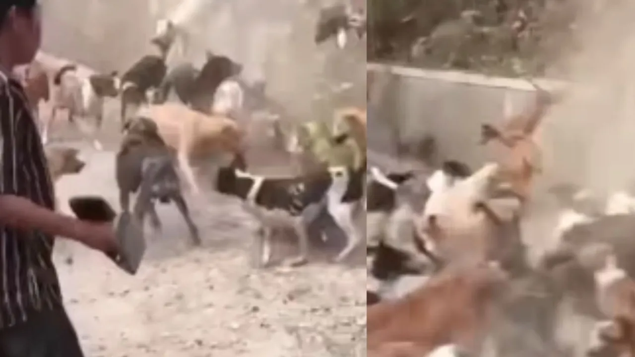 viral dogs video mountain