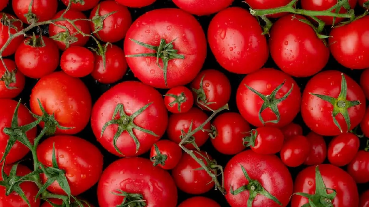 Tomatoes Farming without Sand and 75 percent less water