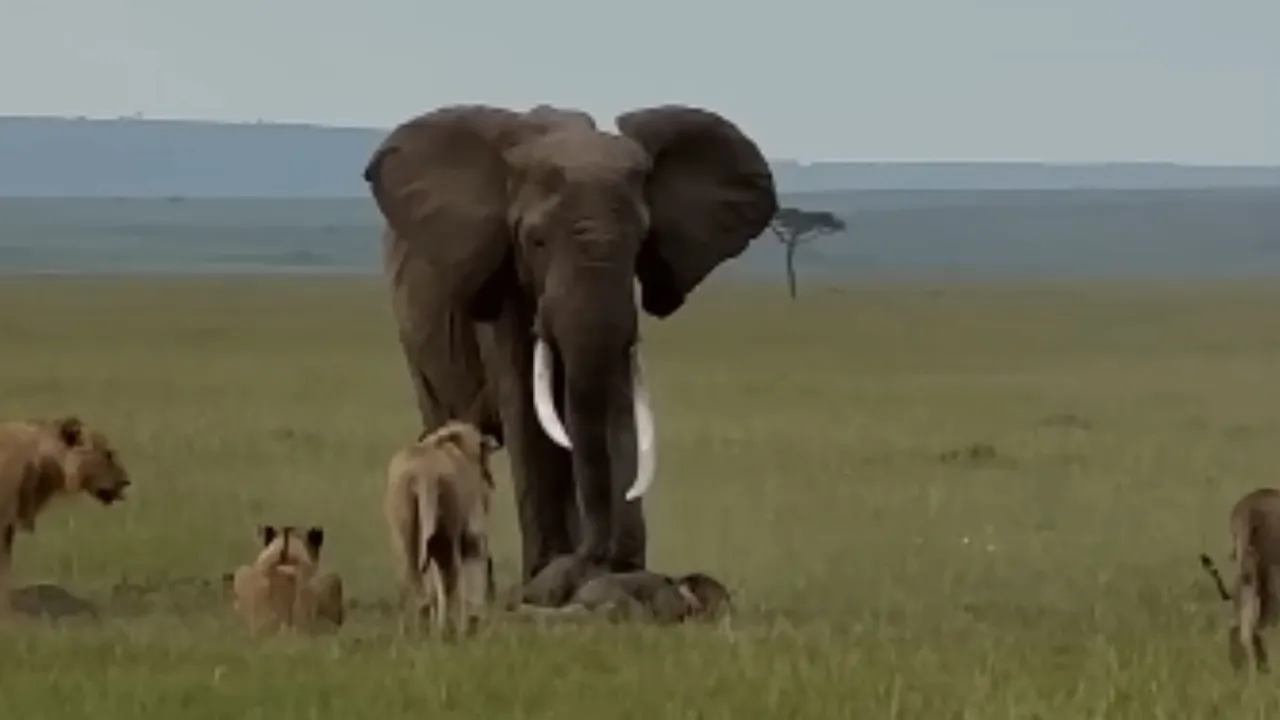 wildlife attack