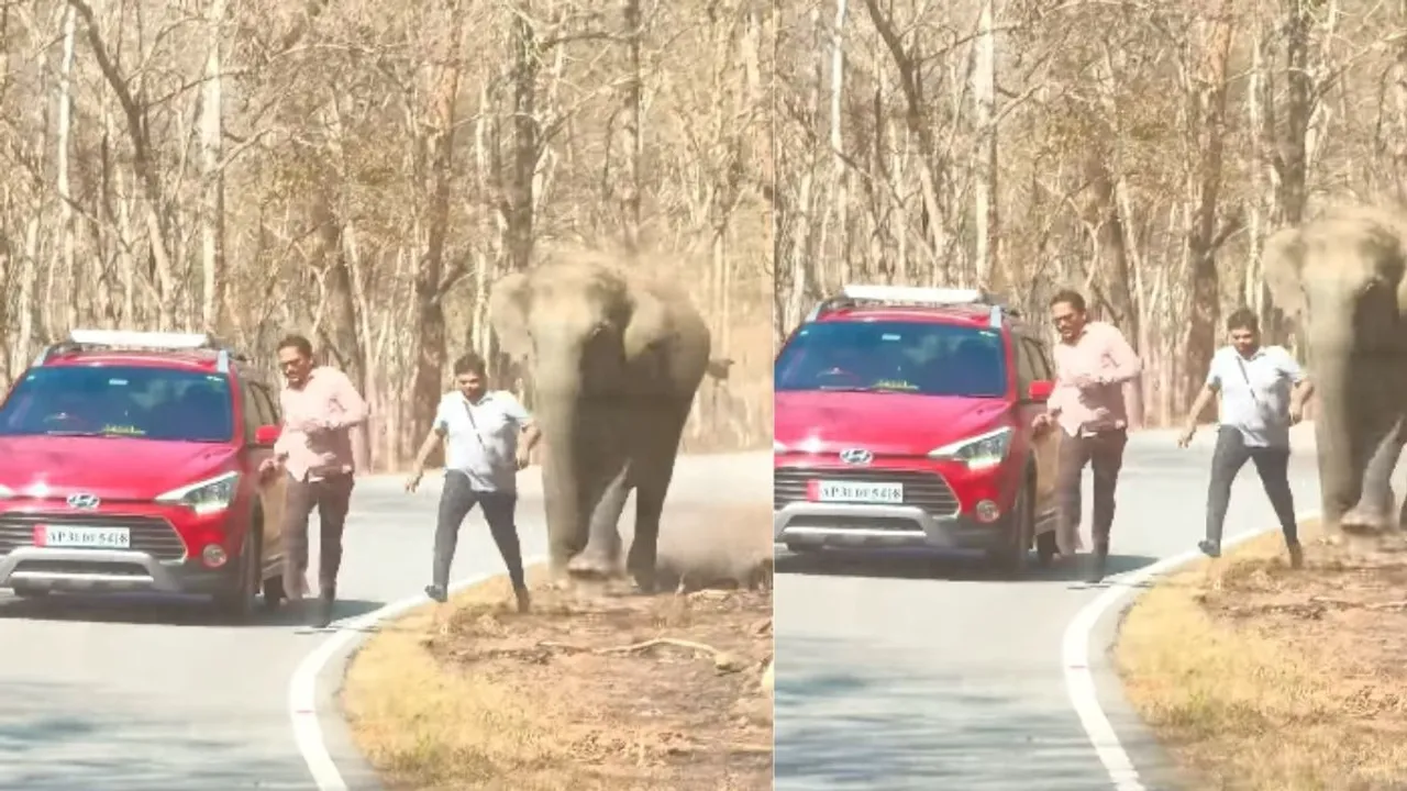 wildlife attacks