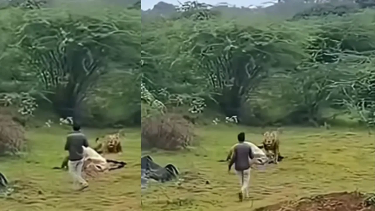 viral video (25)