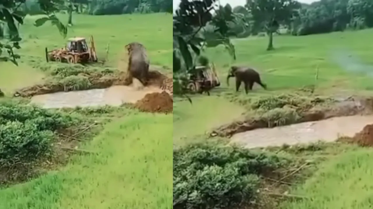 VIRAL VIDEO WILDLIFE (3)