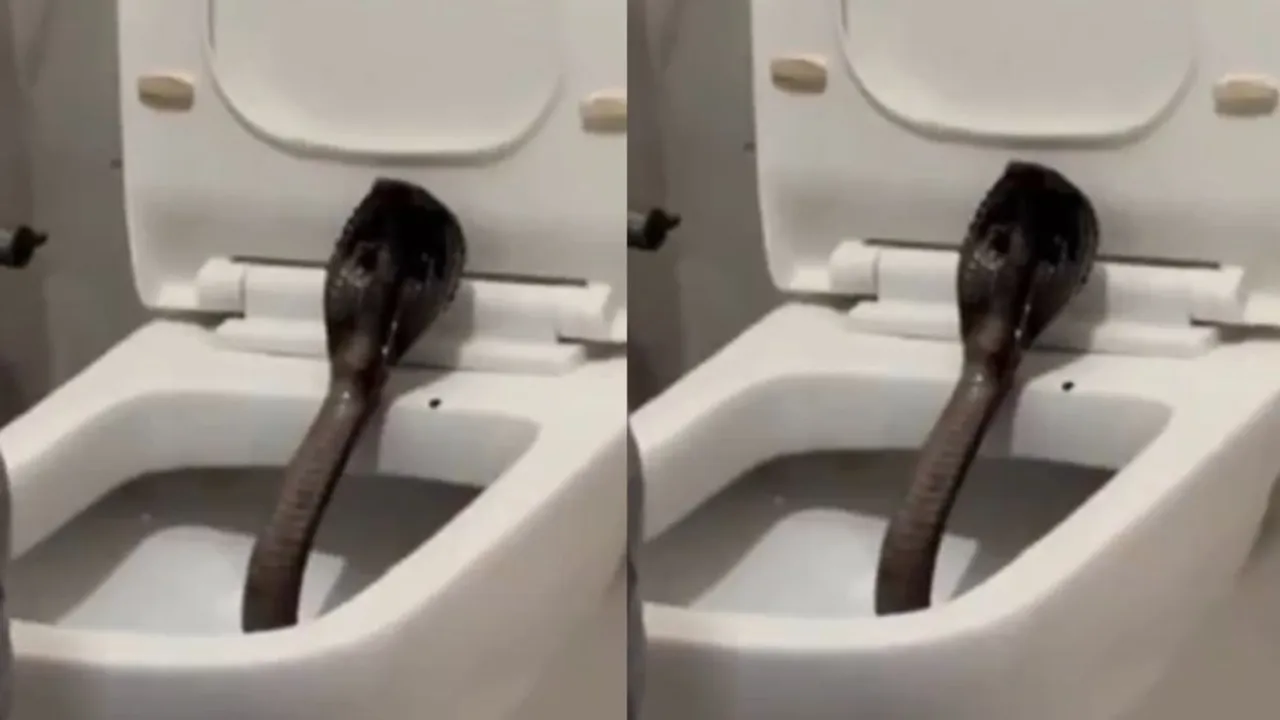 viral cobra snake