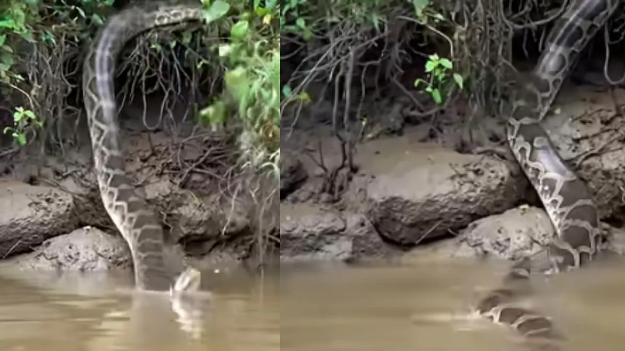 viral video wildlife (5)