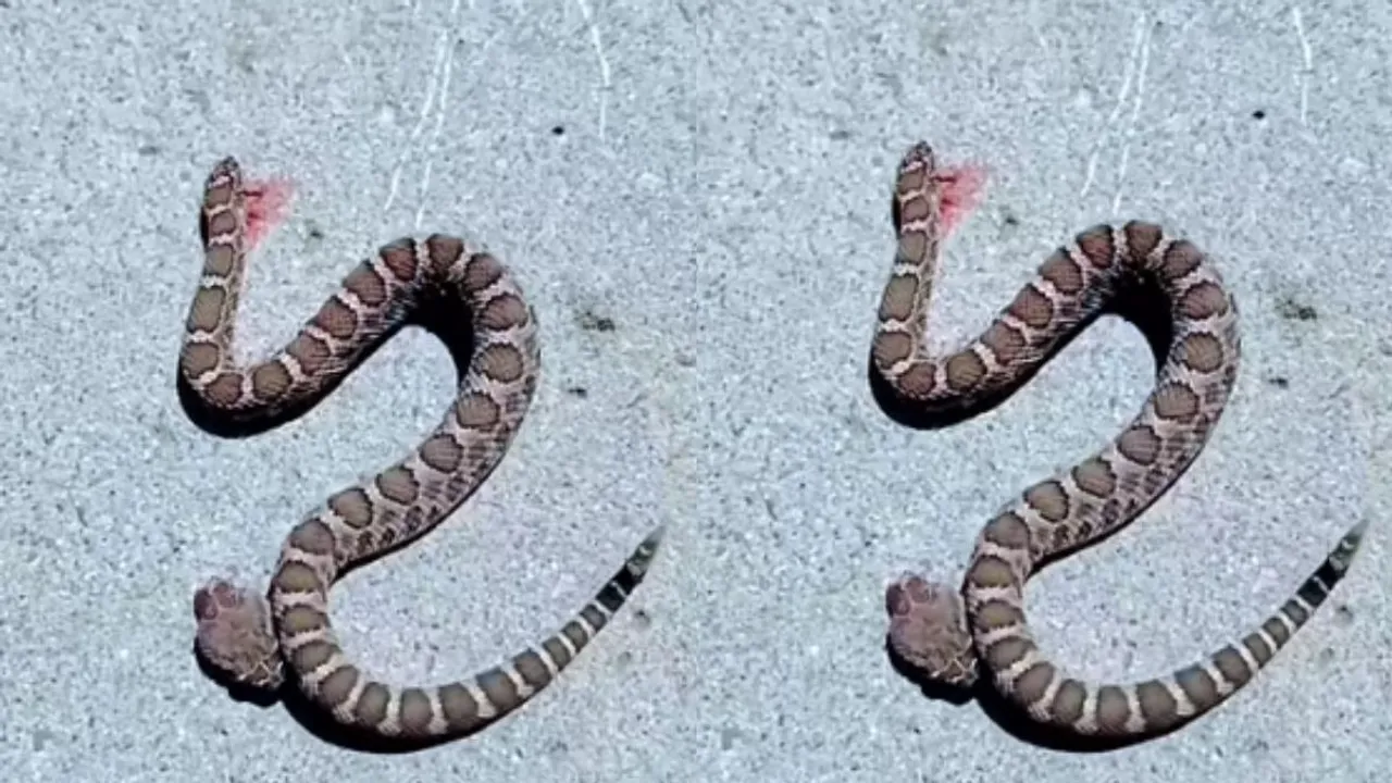 headed snake video