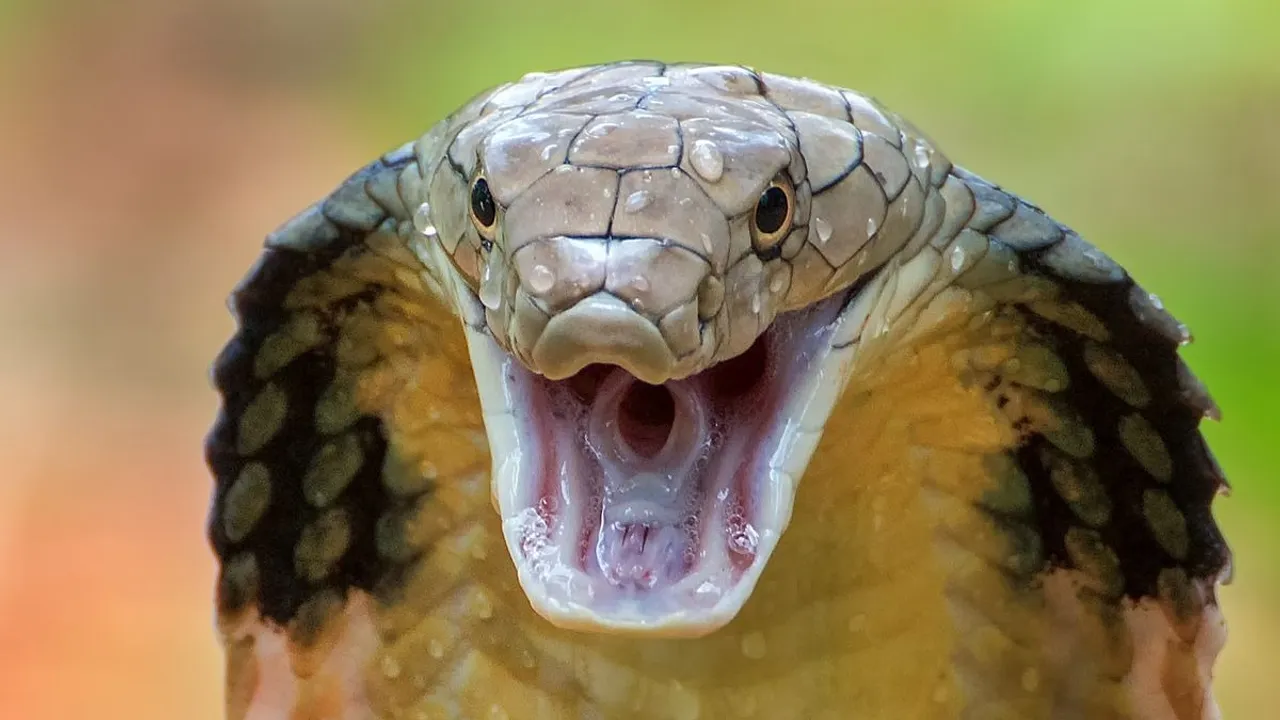 most dangerous snakes in the world