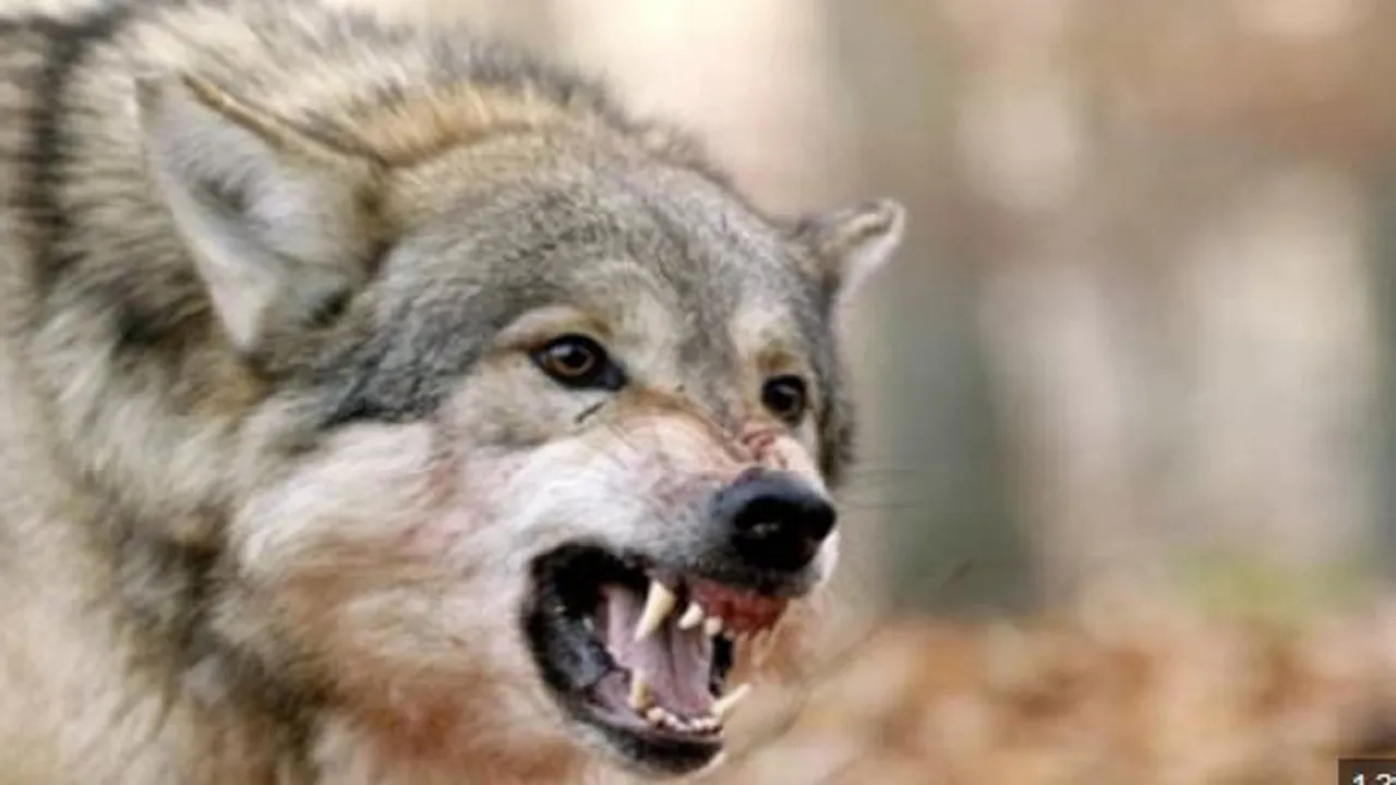 wolf