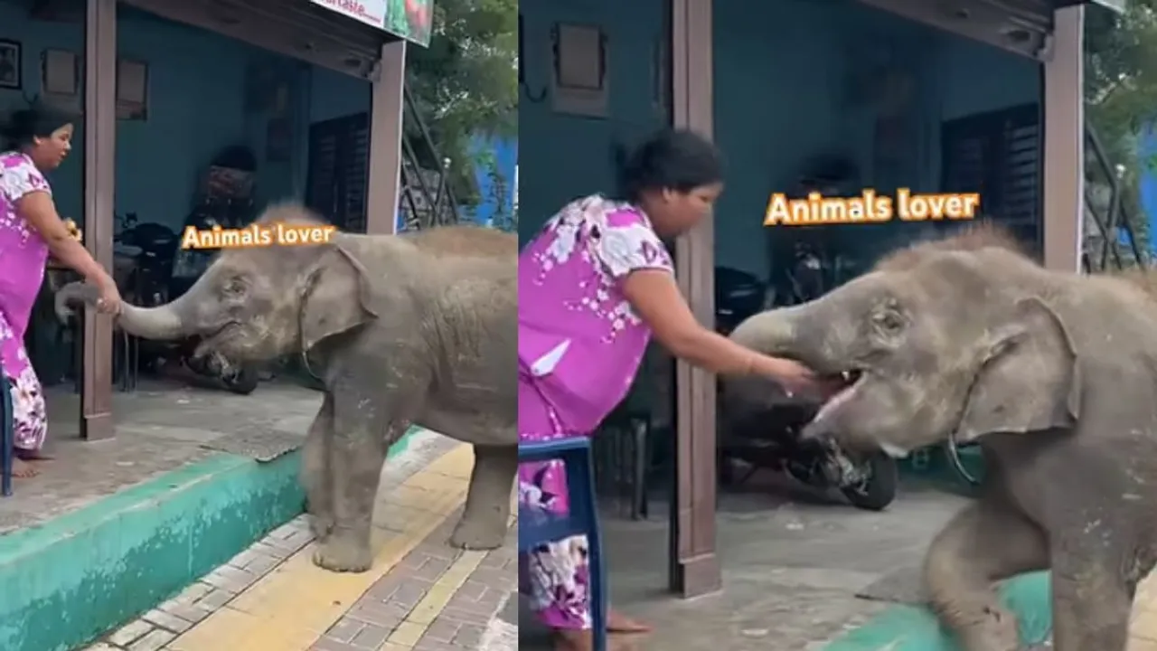 viral wildlife news (2)