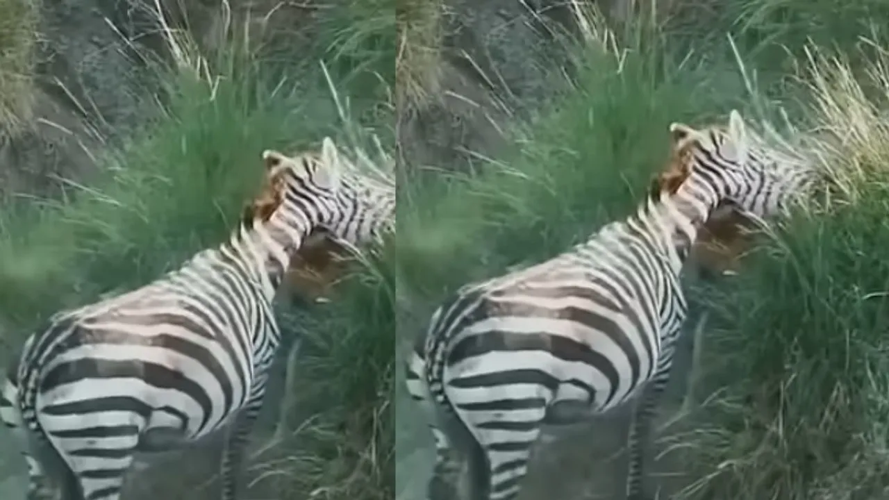 viral wildlife news