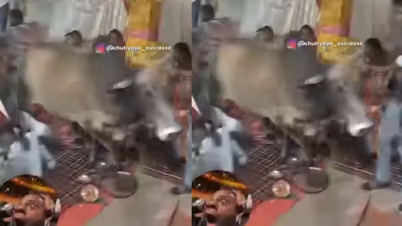 viral video bull (1)