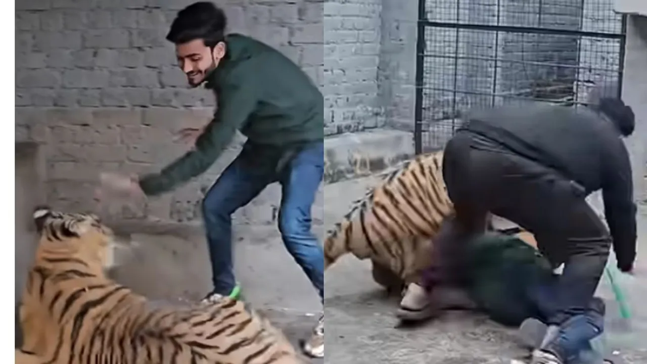 viral video of tiger attack