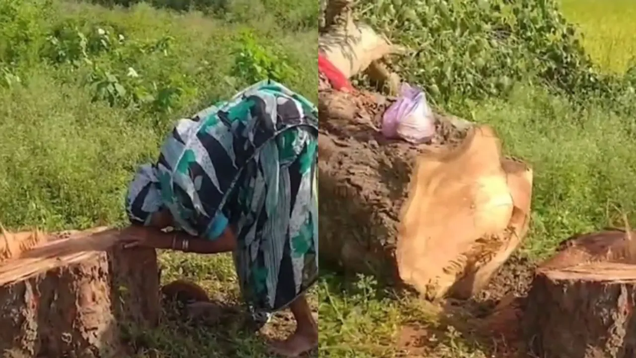 viral video  (9)