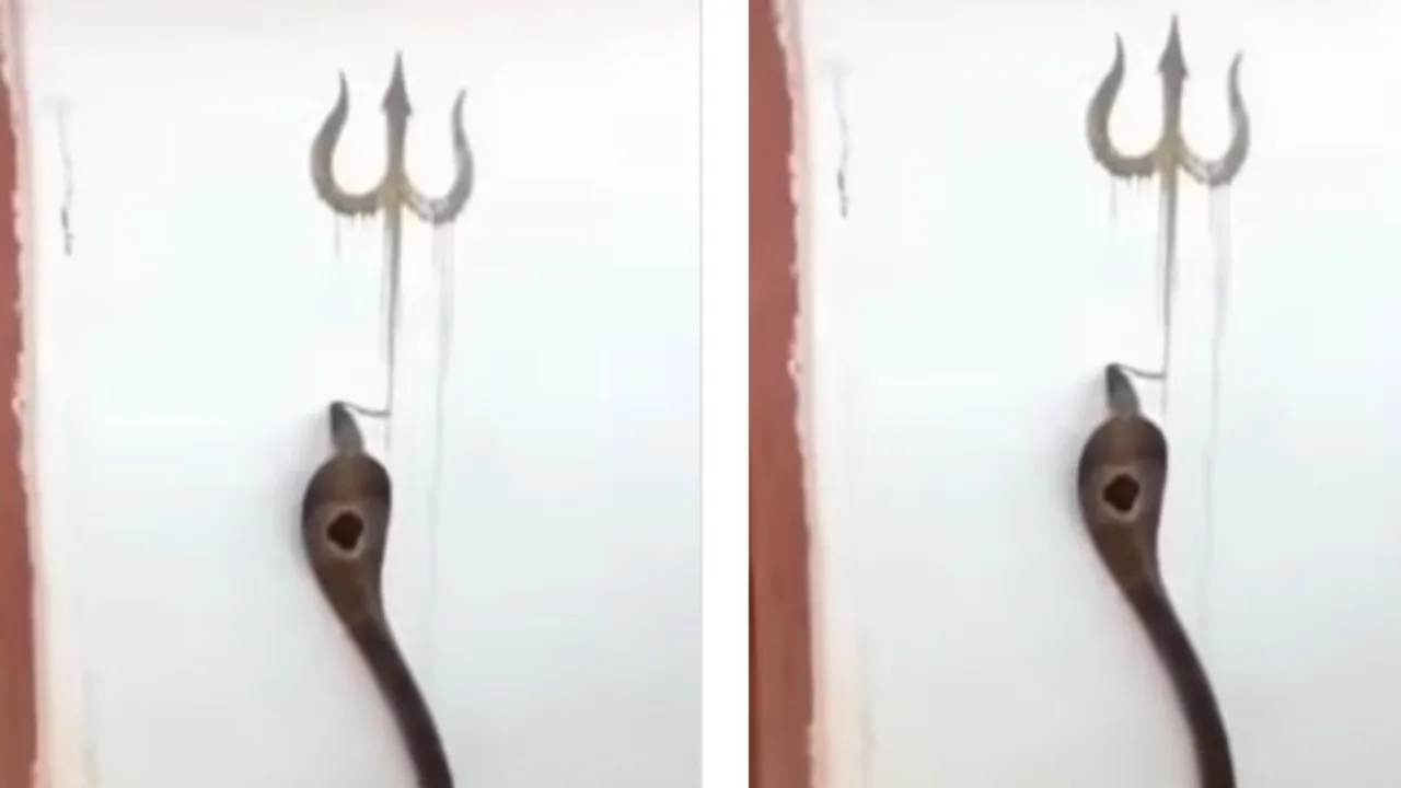 VIRAL COBRA VIDEO (6)