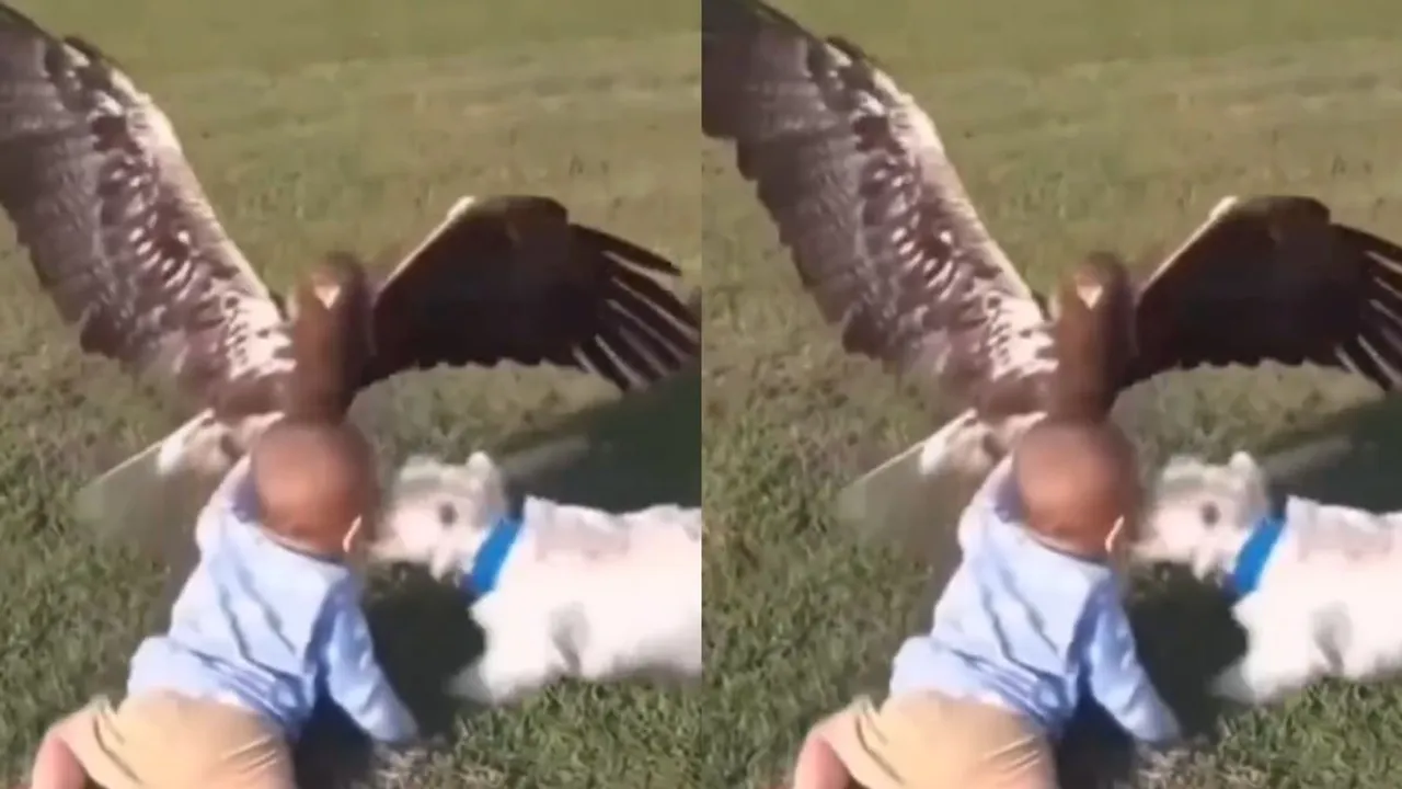 VIRAL EGG VIDEO