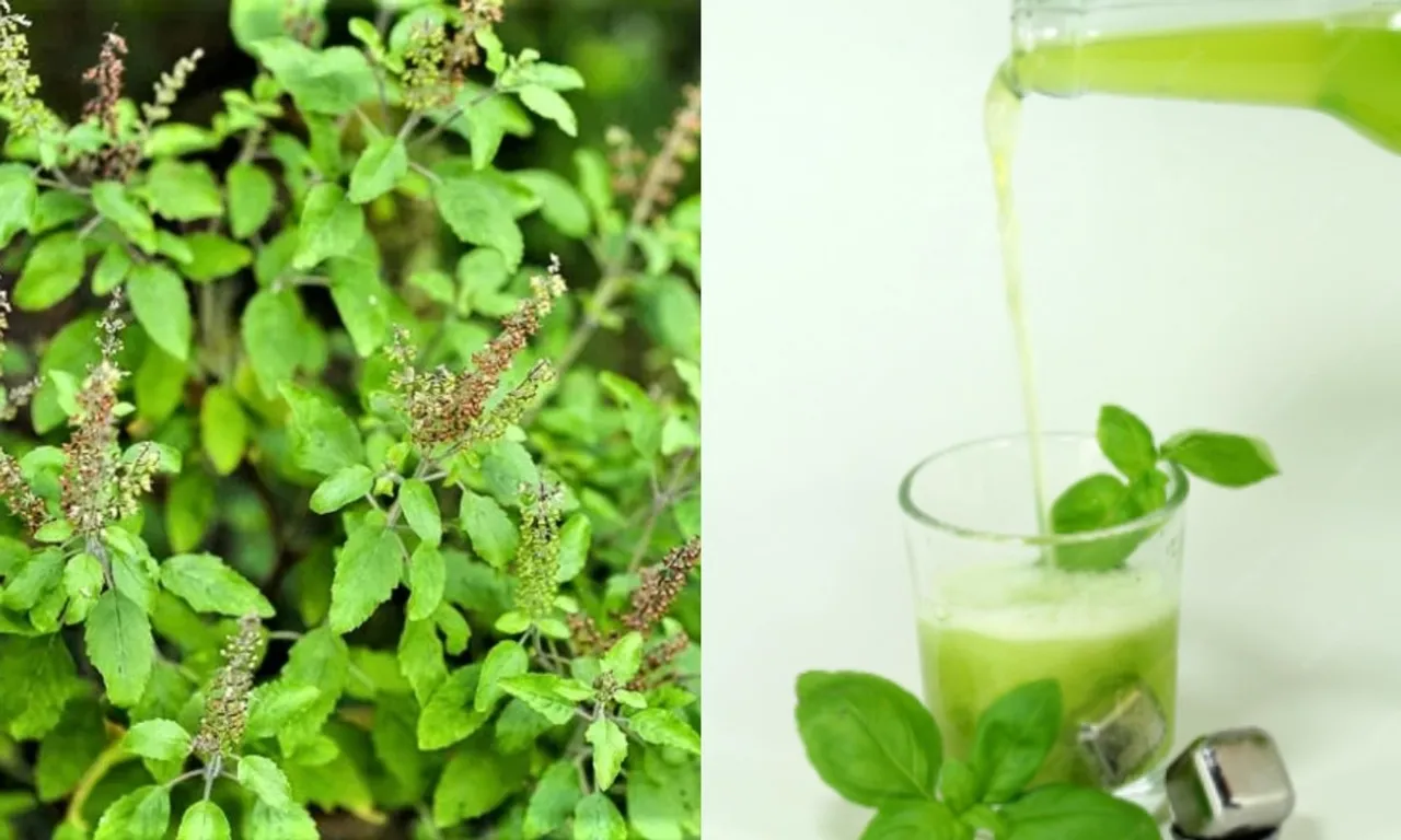 Tulsi Ke Fayde