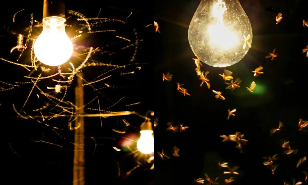 Tips to Get Rid of Insects