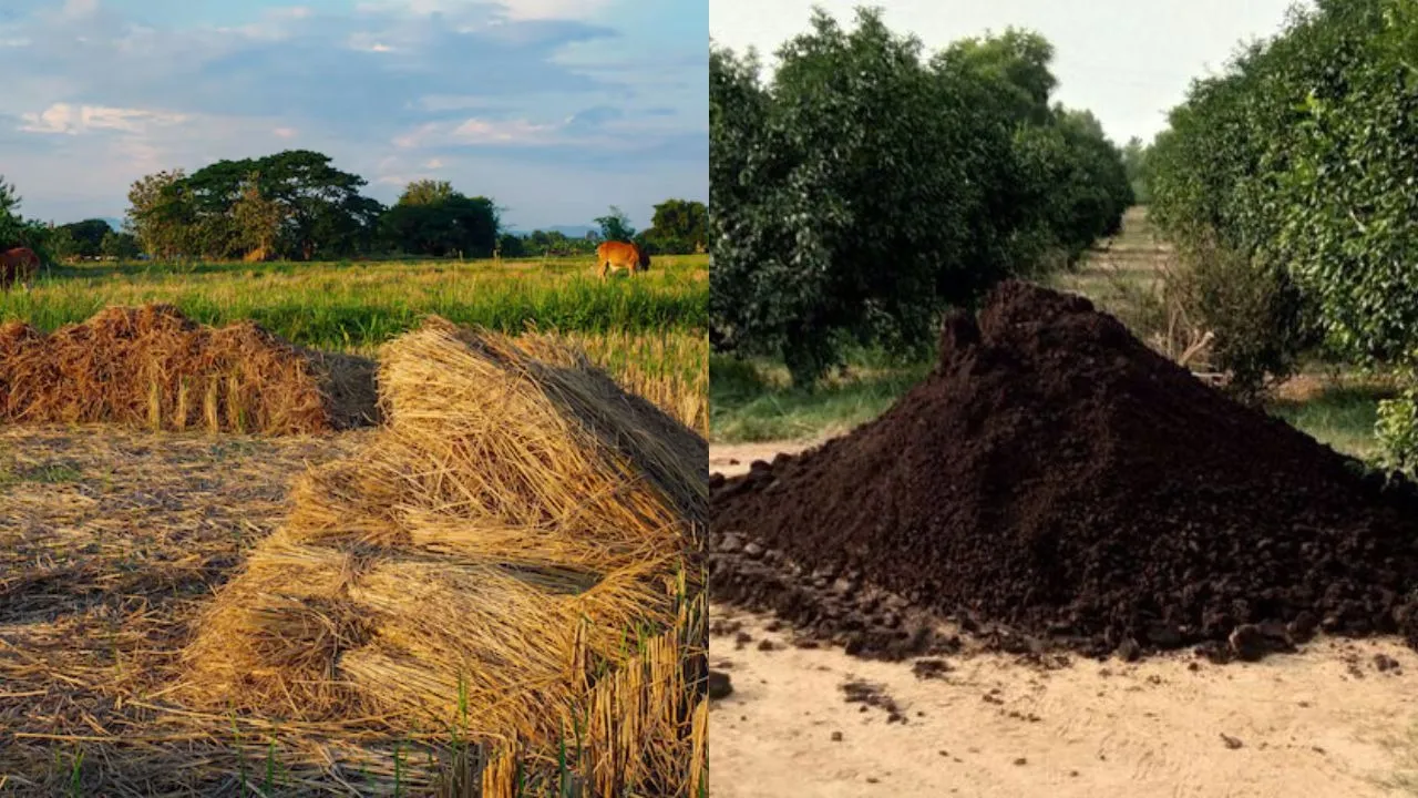 Paddy stubble and Cow Dung Fertilizer