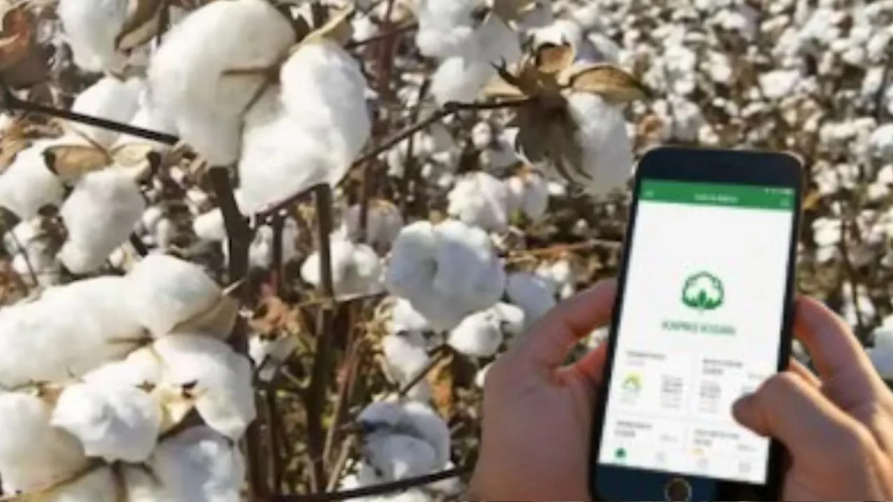 haryana farmer kapas app