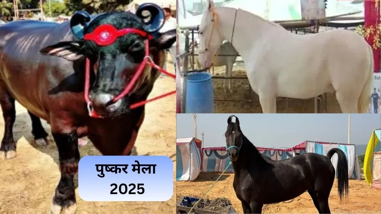 Pushkar Mela 2025