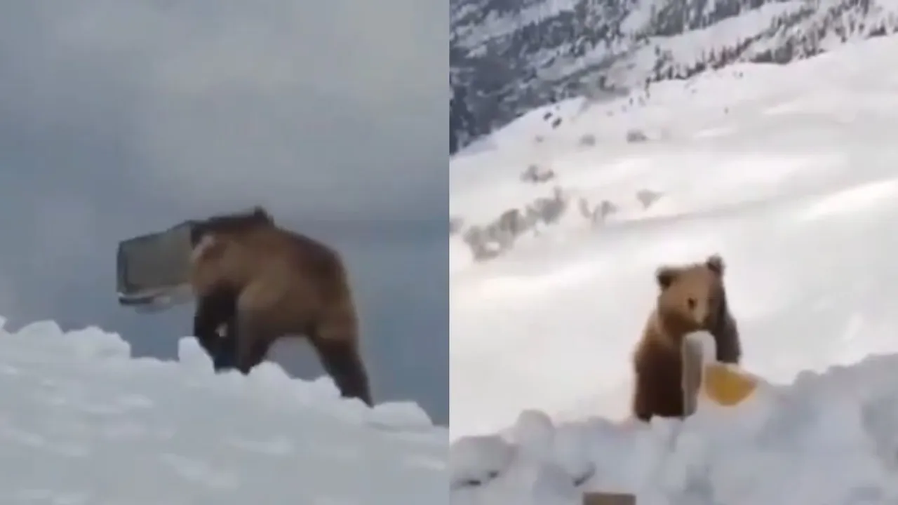 indian bear viral video social media