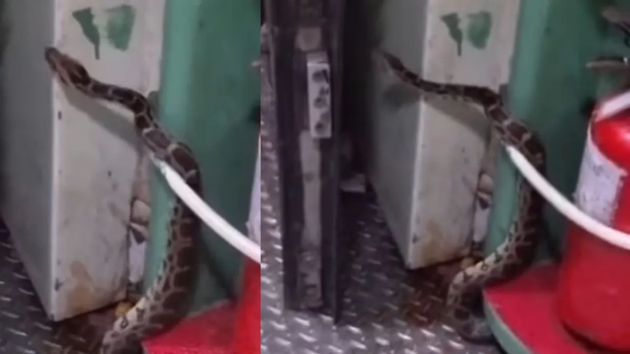 python train viral video