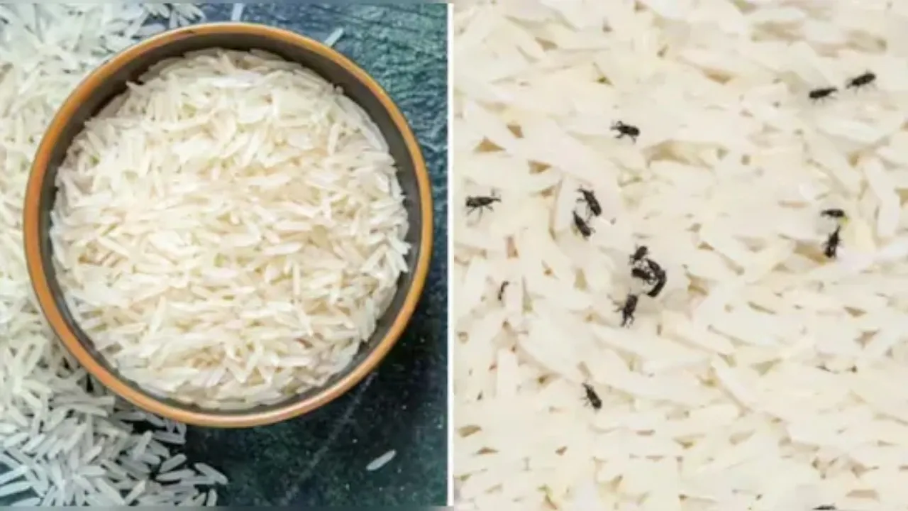 Tips to avoid rice worms