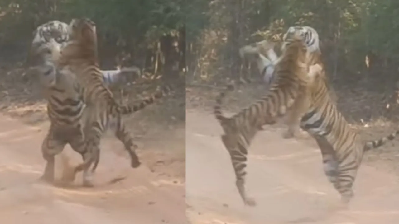Tiger Fight Video Viral