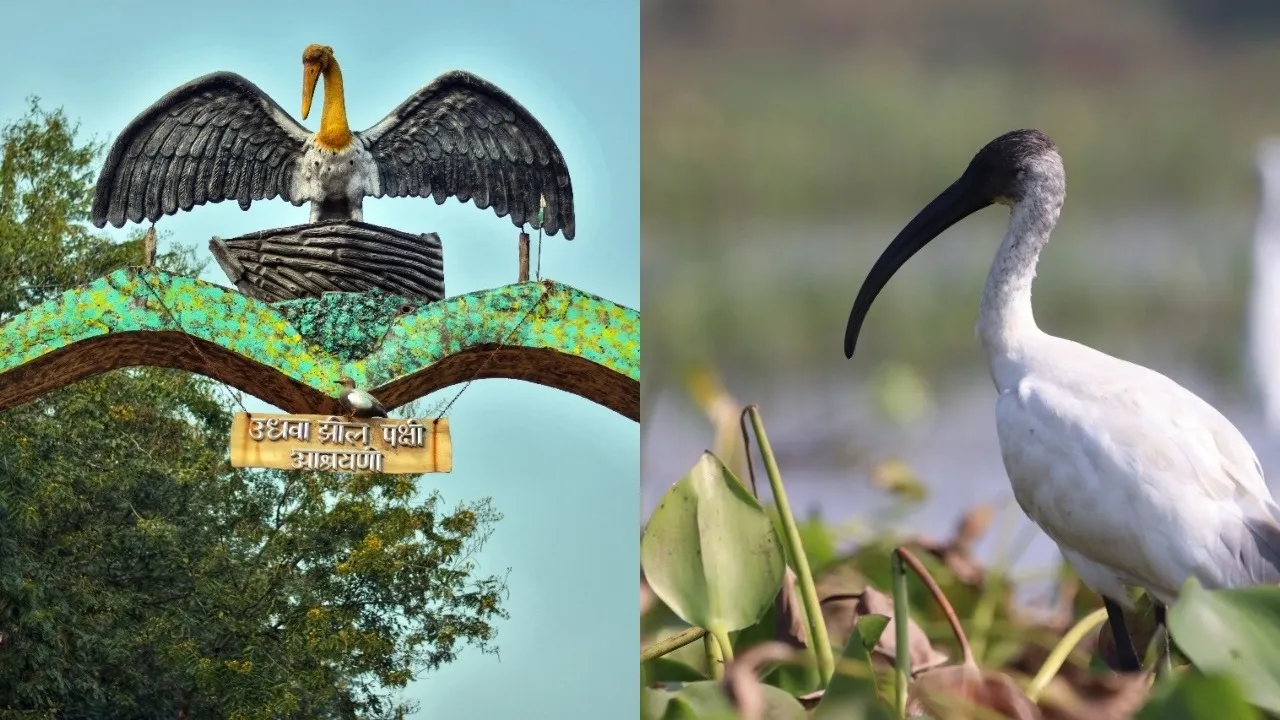 Jharkhand Udhwa bird Sanctuary