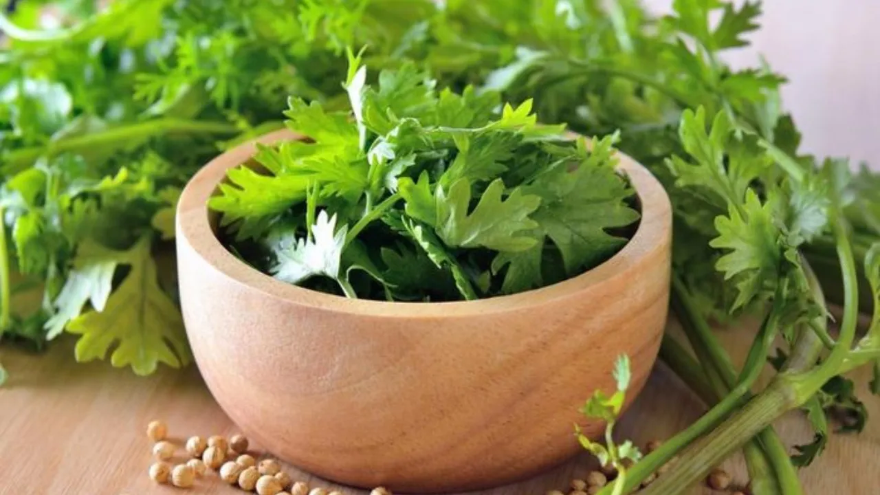 Coriander Leaves