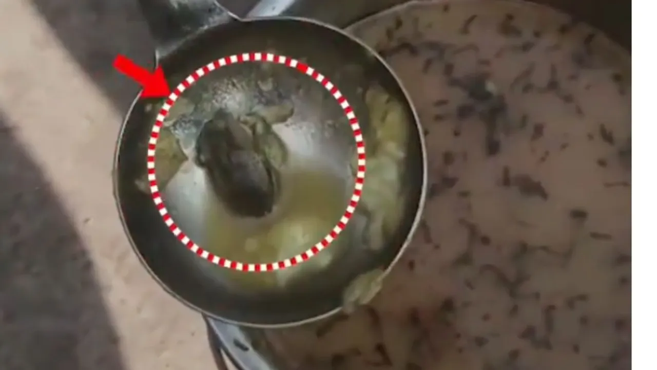 Madhya Pradesh Baby frog