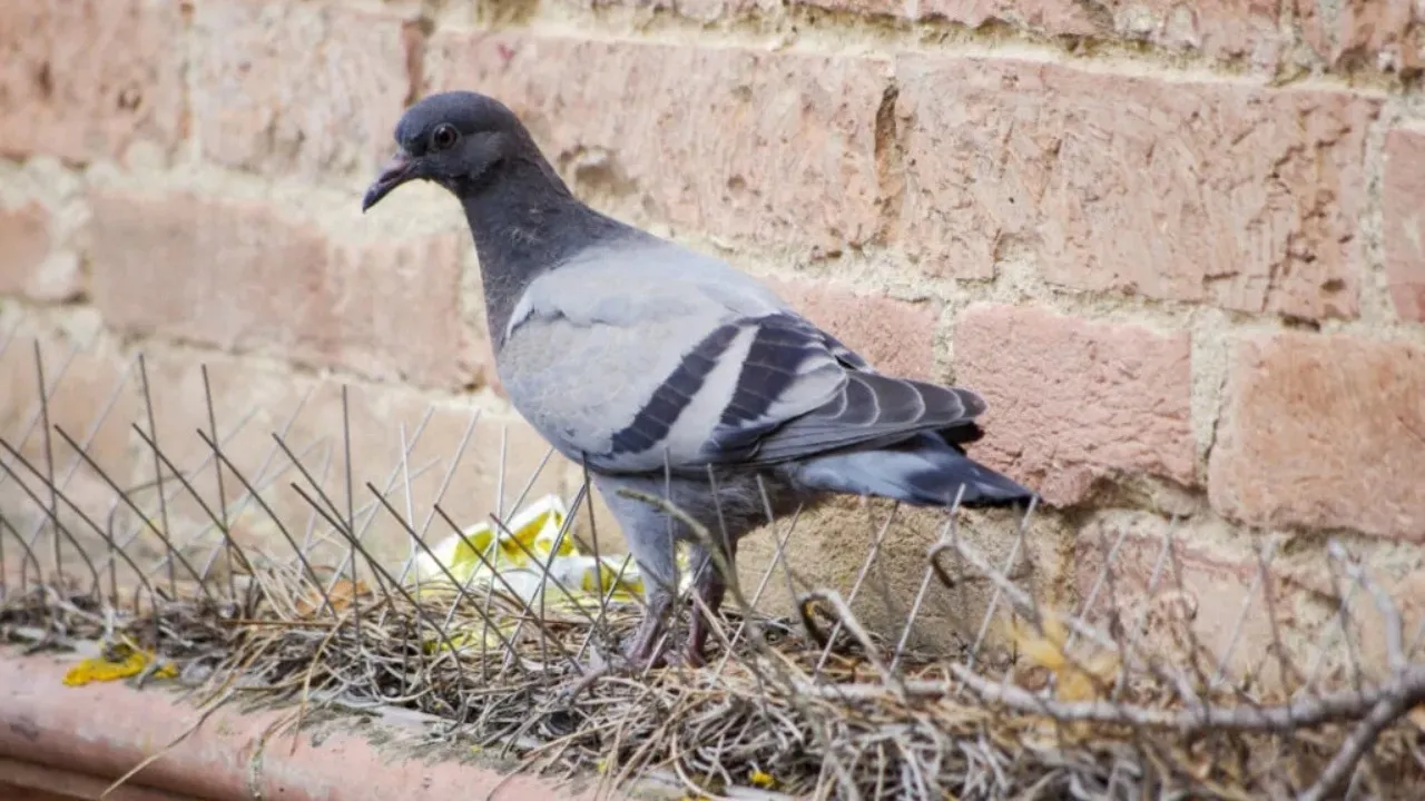 Pigeon Repellent Ideas