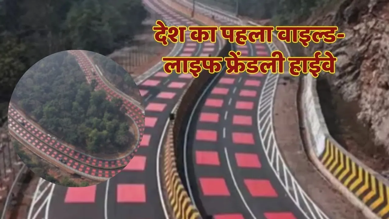 Wild Life Safe Highway