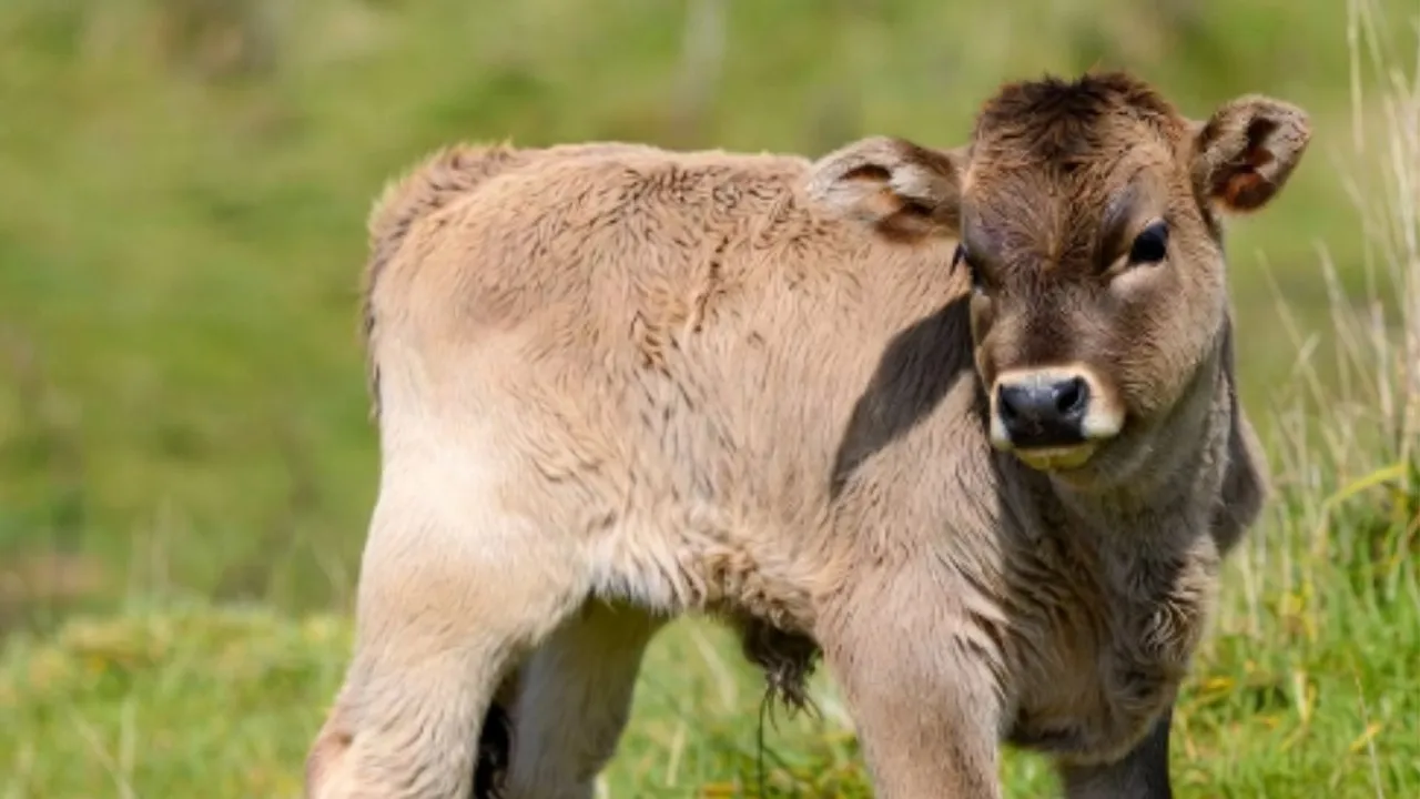 calf gujarat schemes