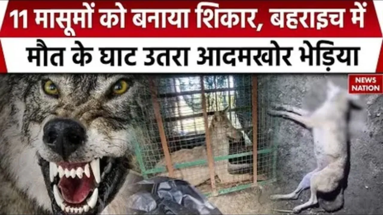 Bahraich-wolf-killed