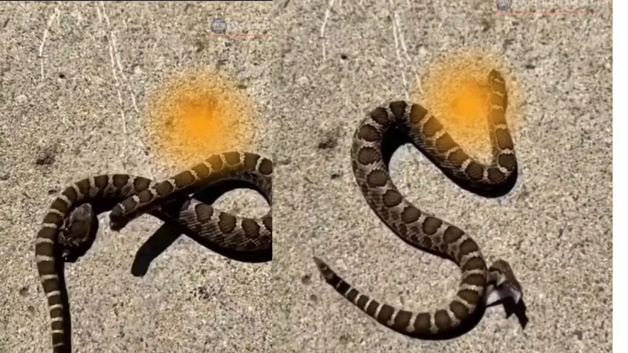 viral snake videos (2)