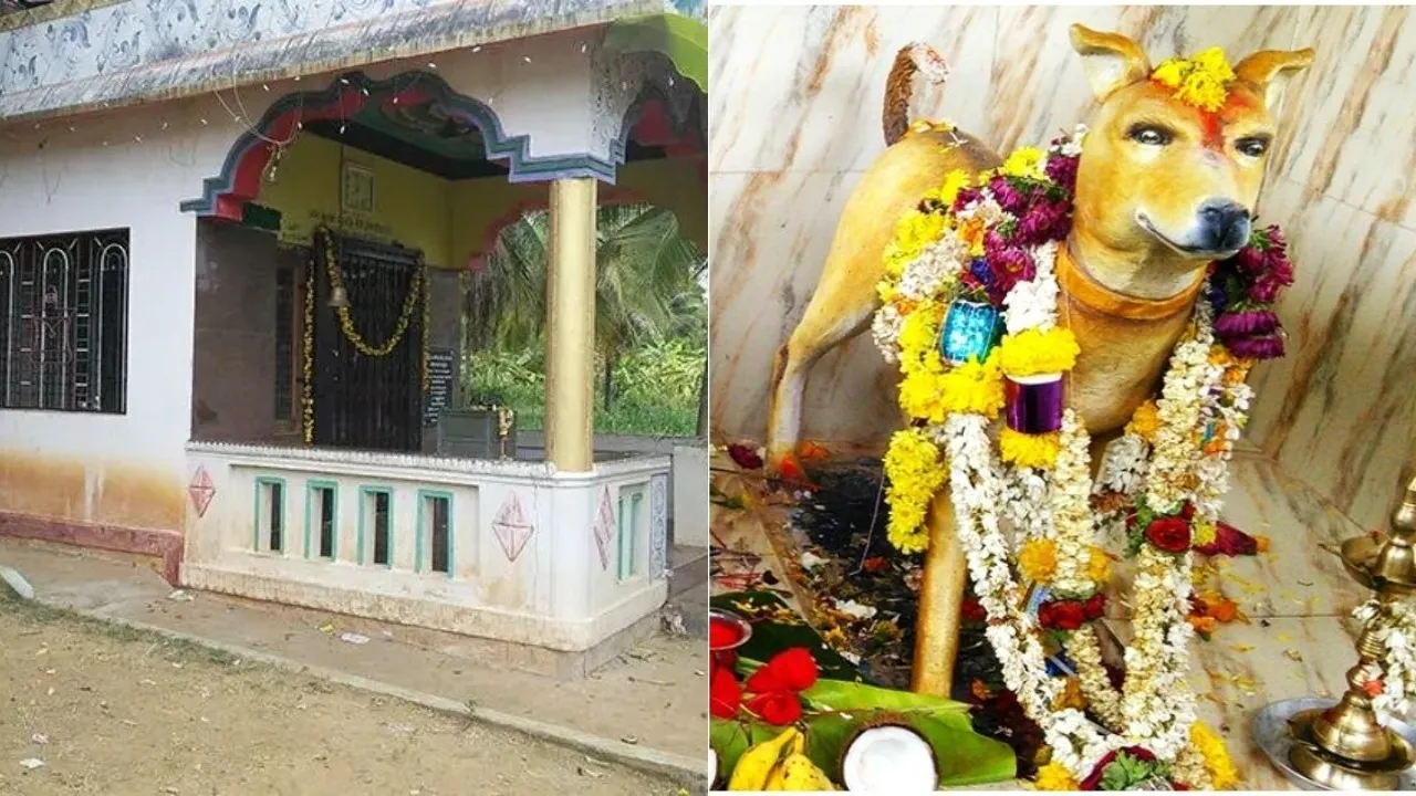 Mysterious Dog Temple