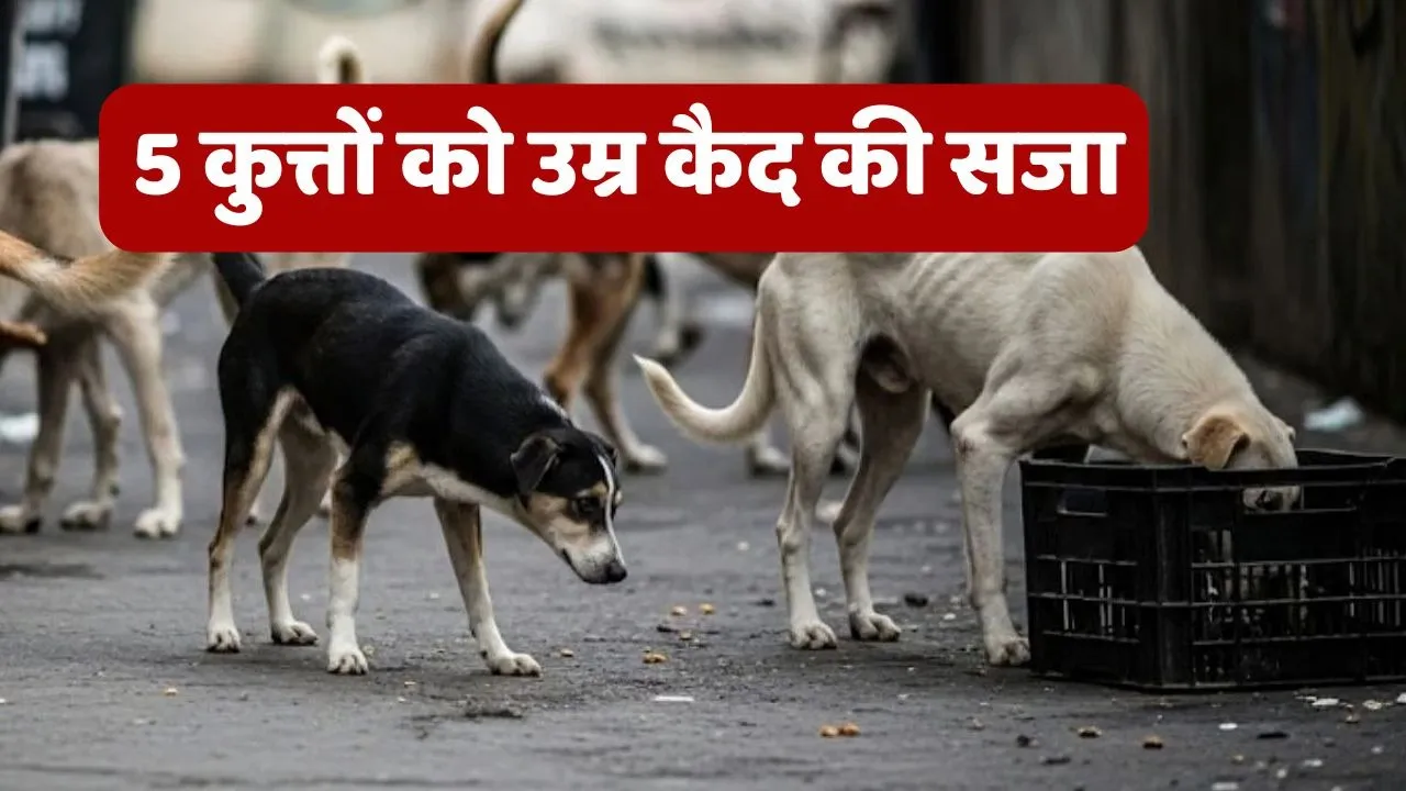 Stray Dogs Life Imprisionment