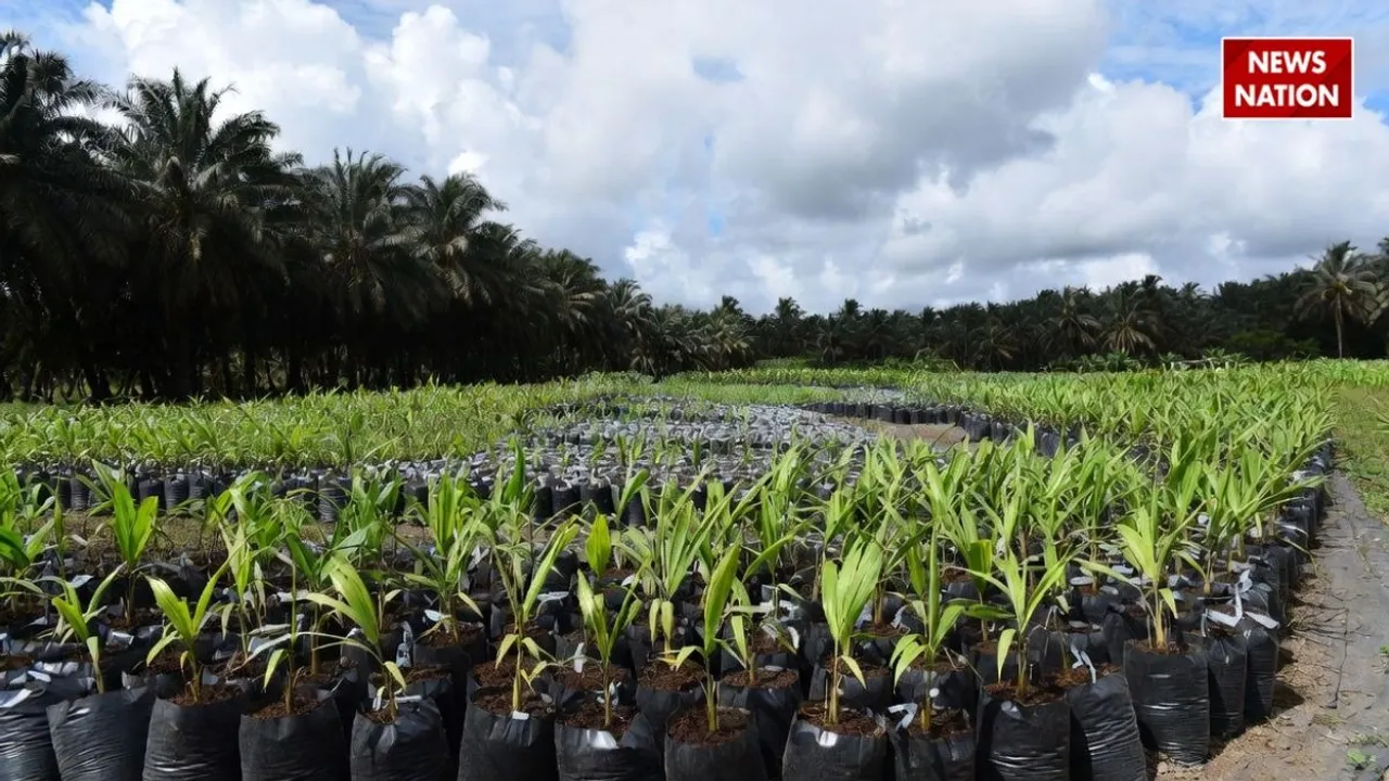 gujarat oil palm nursery scheme