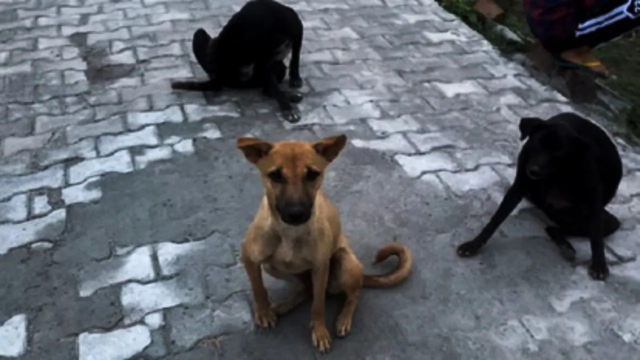 Delhi Stray Dogs