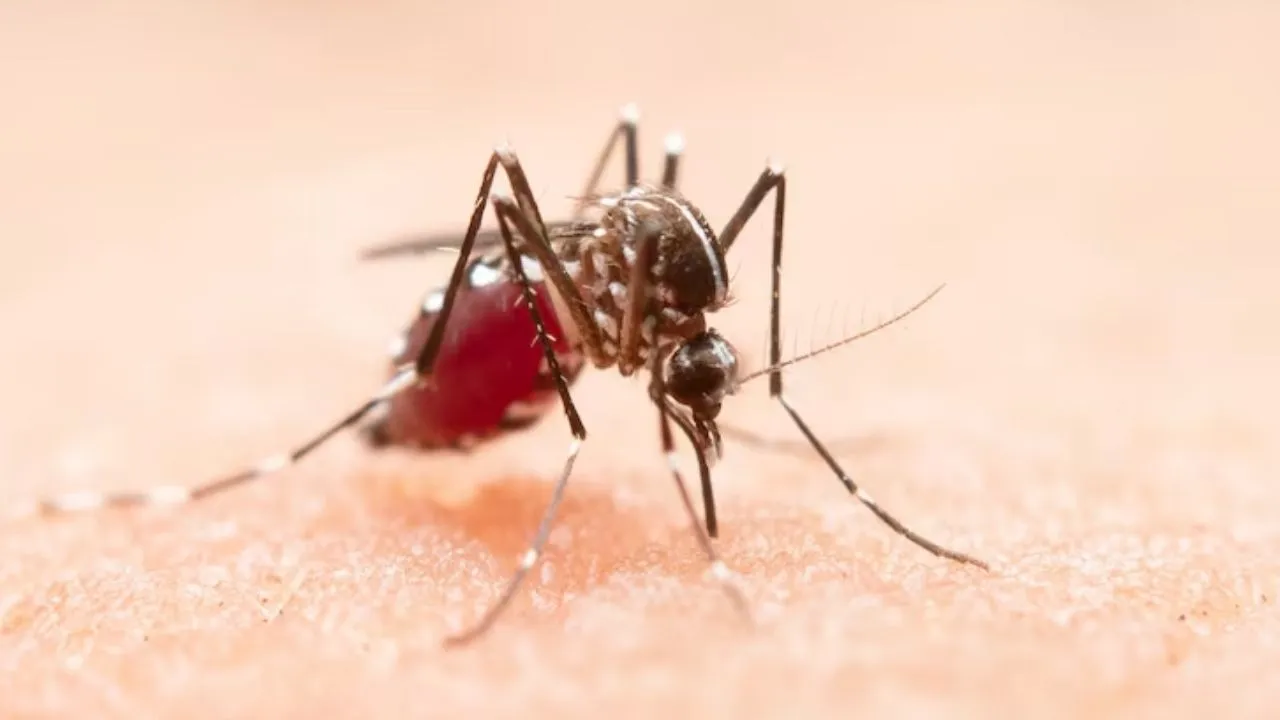 insecticides not effecting on malaria Anopheles  mosquitoes