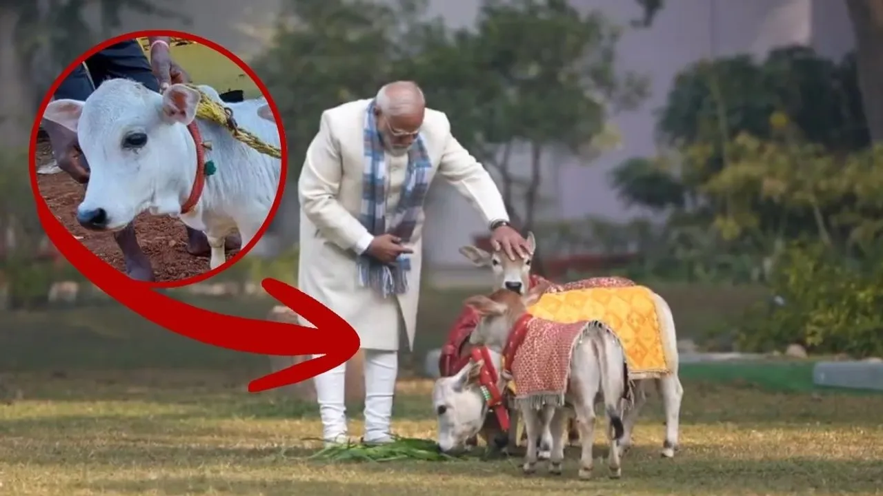pm modi cows