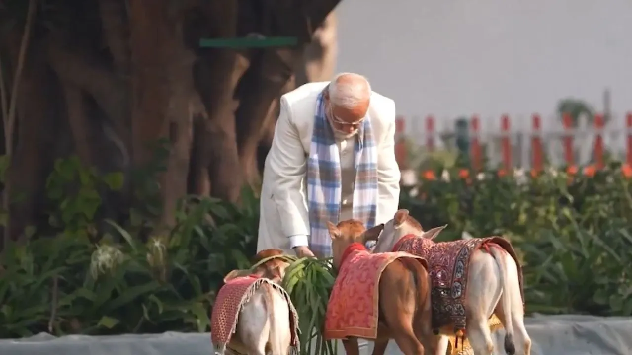 PM Modi feeds cows at his Residence on the occasion of Makar Sankranti