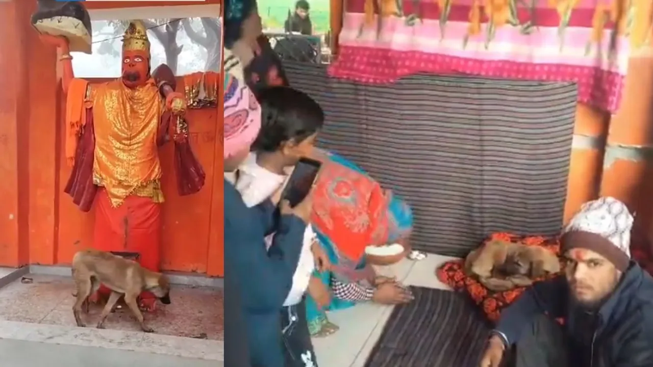 bijnor viral dog video