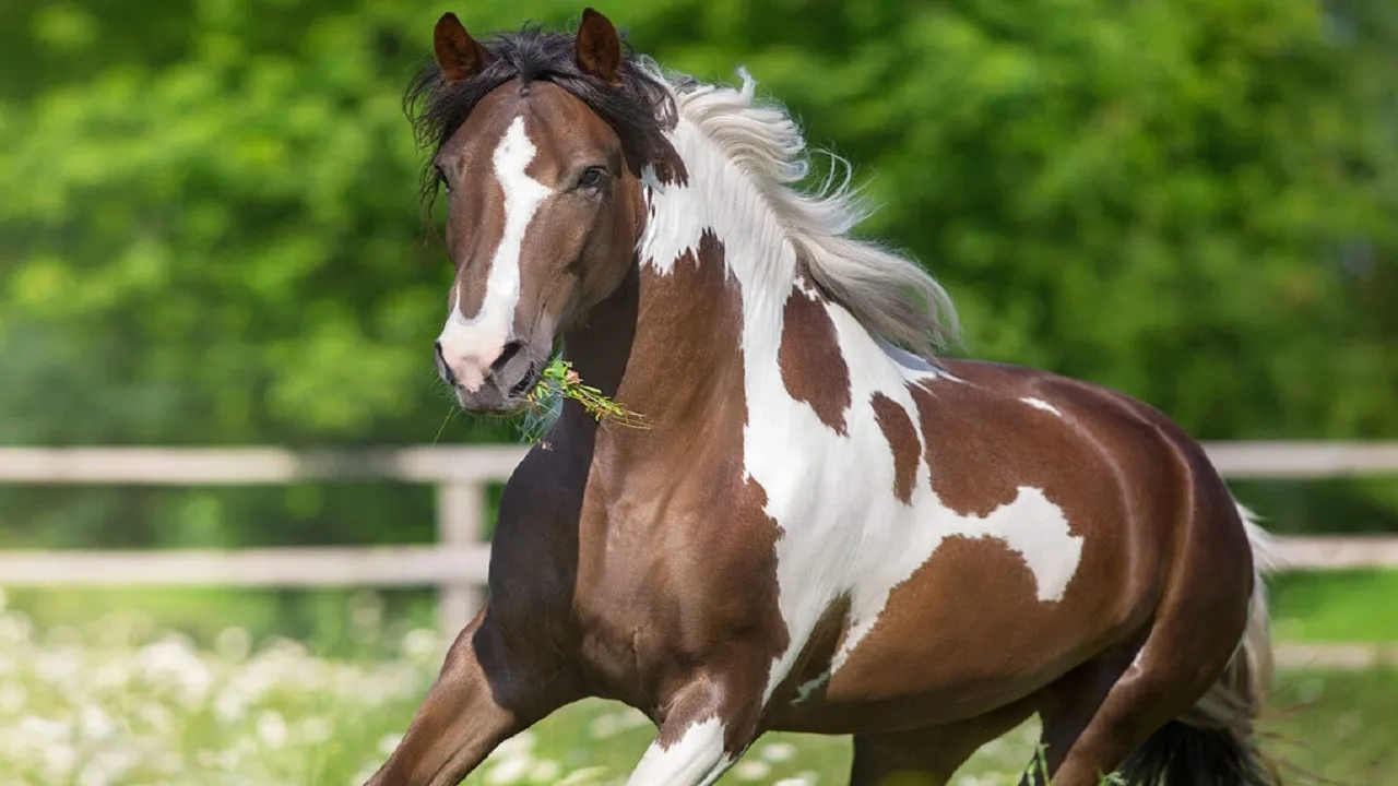 Horses have become humans new best friends