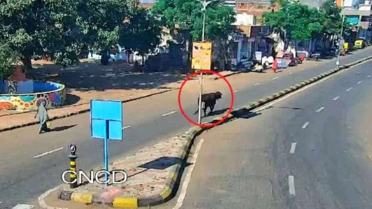 Gujarat Govt Takes Big Step Towards Smart Gujarat AI to Tackle Stray Cows