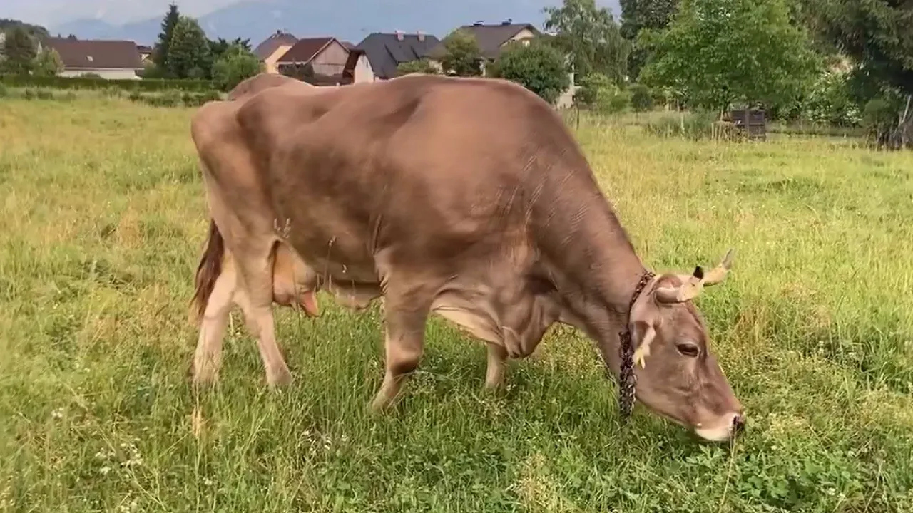 Austrian cow Veronika