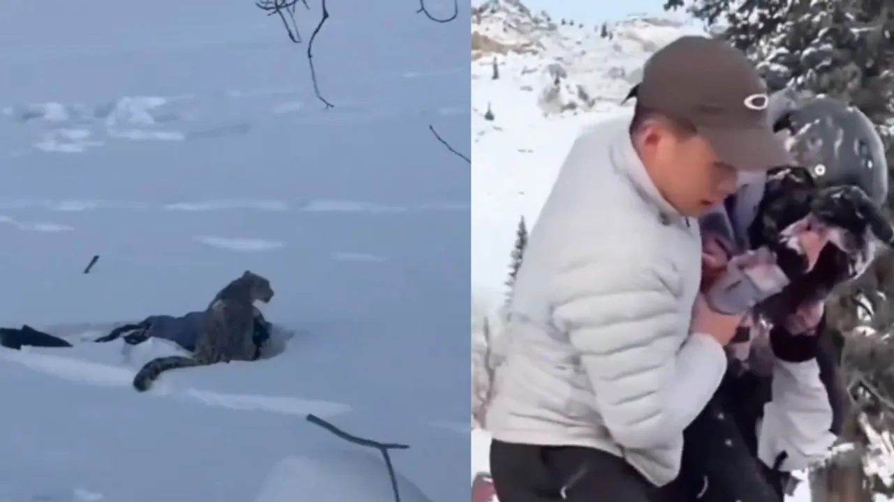 viral video skier attack leopard