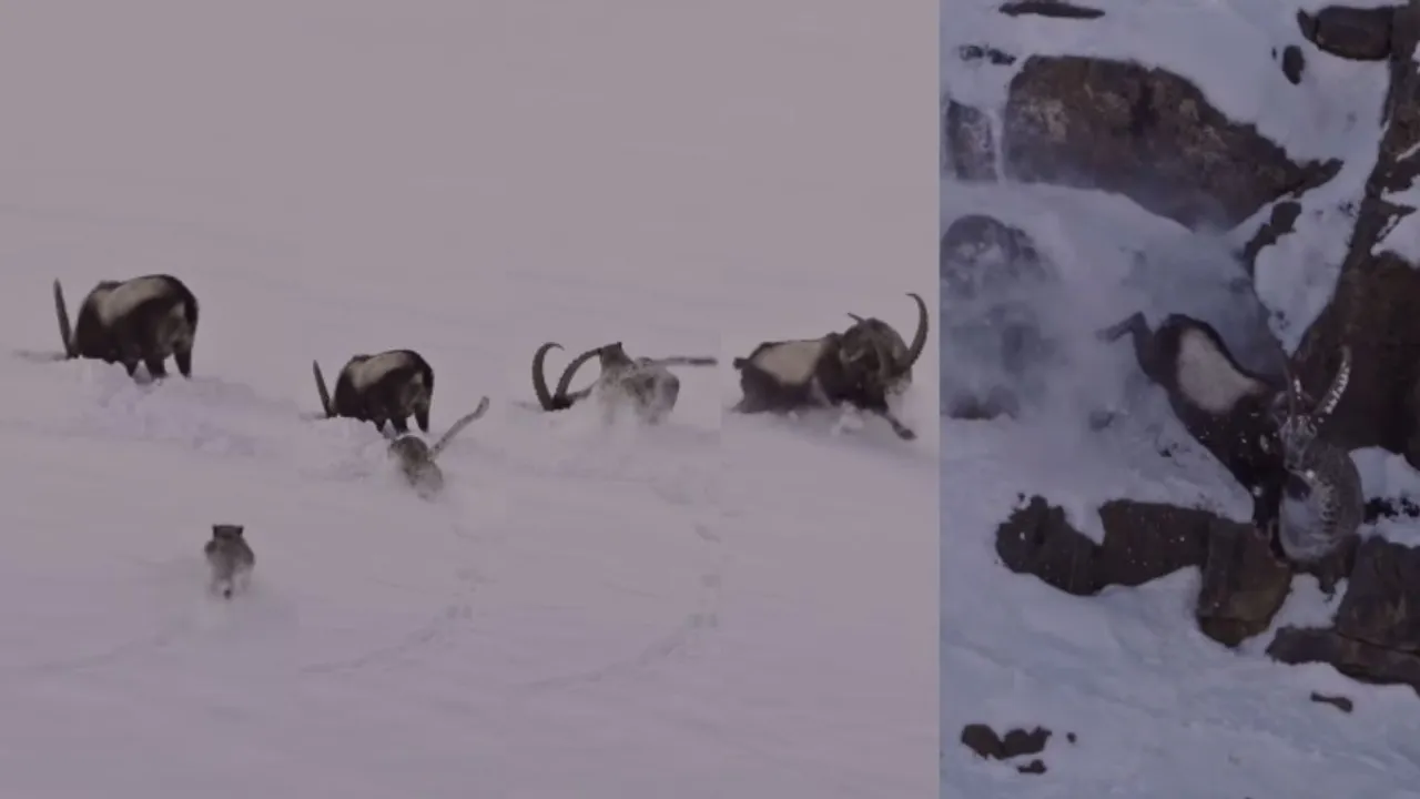 Kibber Snow Leopard and Ibex Fight Viral Video
