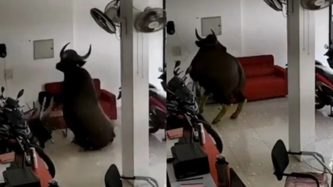 kannur wild buffalo viral video