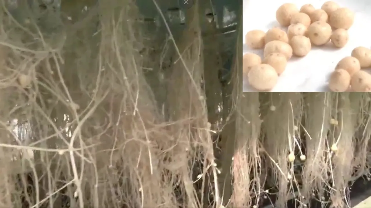aeroponics potato, potatoes in air, soil-less potato farming, RVSKVV Gwalior aeroponics, air grown potatoes Madhya Pradesh